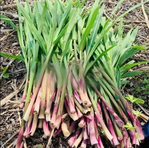 芦苇笋是发物吗芦苇笋可以吃吗,