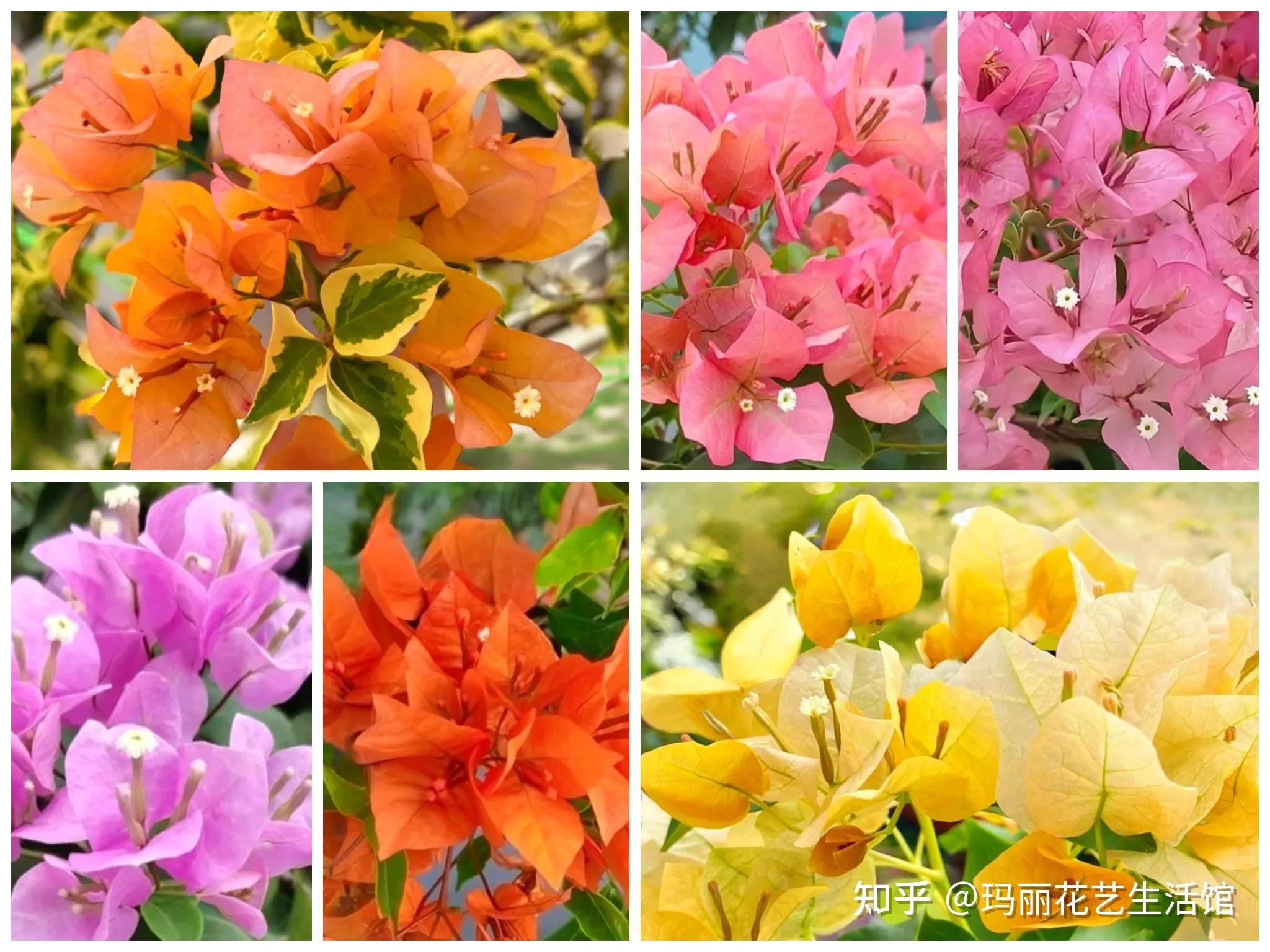 三角梅百科,三角梅百科介绍