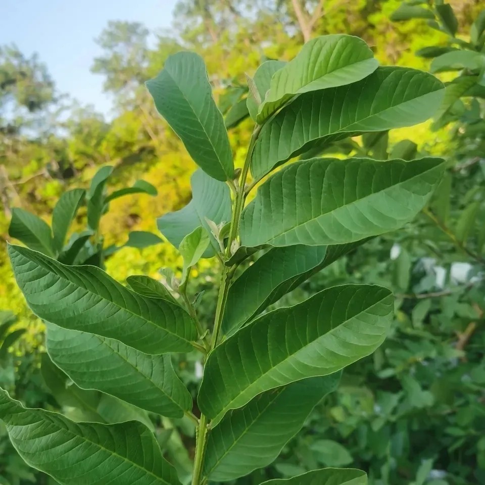 番石榴叶子能治糖尿病吗番石榴叶降血糖吗,番石榴叶配什么中草药降血糖