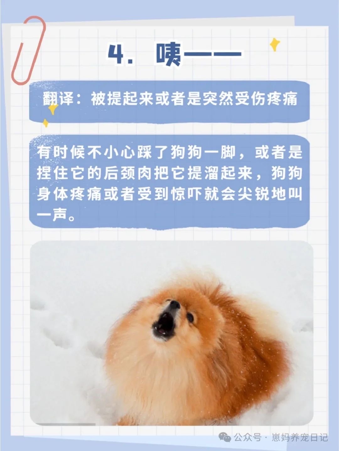 小奶狗叫声的含义,理解新生幼犬的交流方式,小奶狗叫声的含义,理解新生幼犬的交流方式有哪些