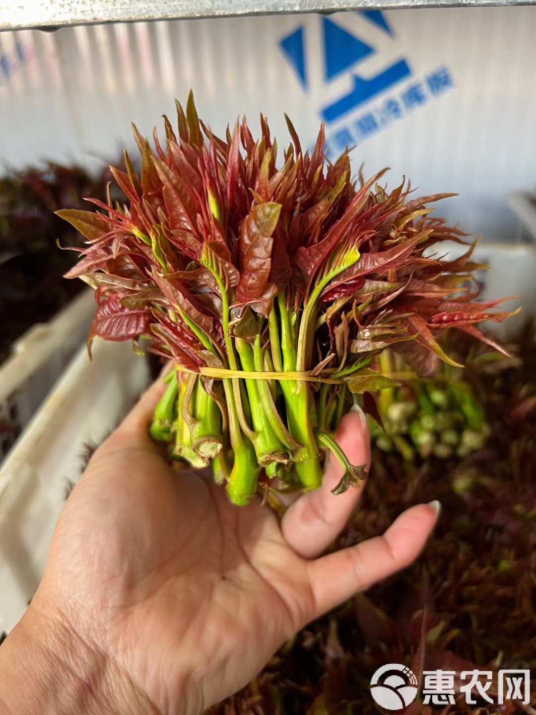 香椿是什么,香椿是什么季节的