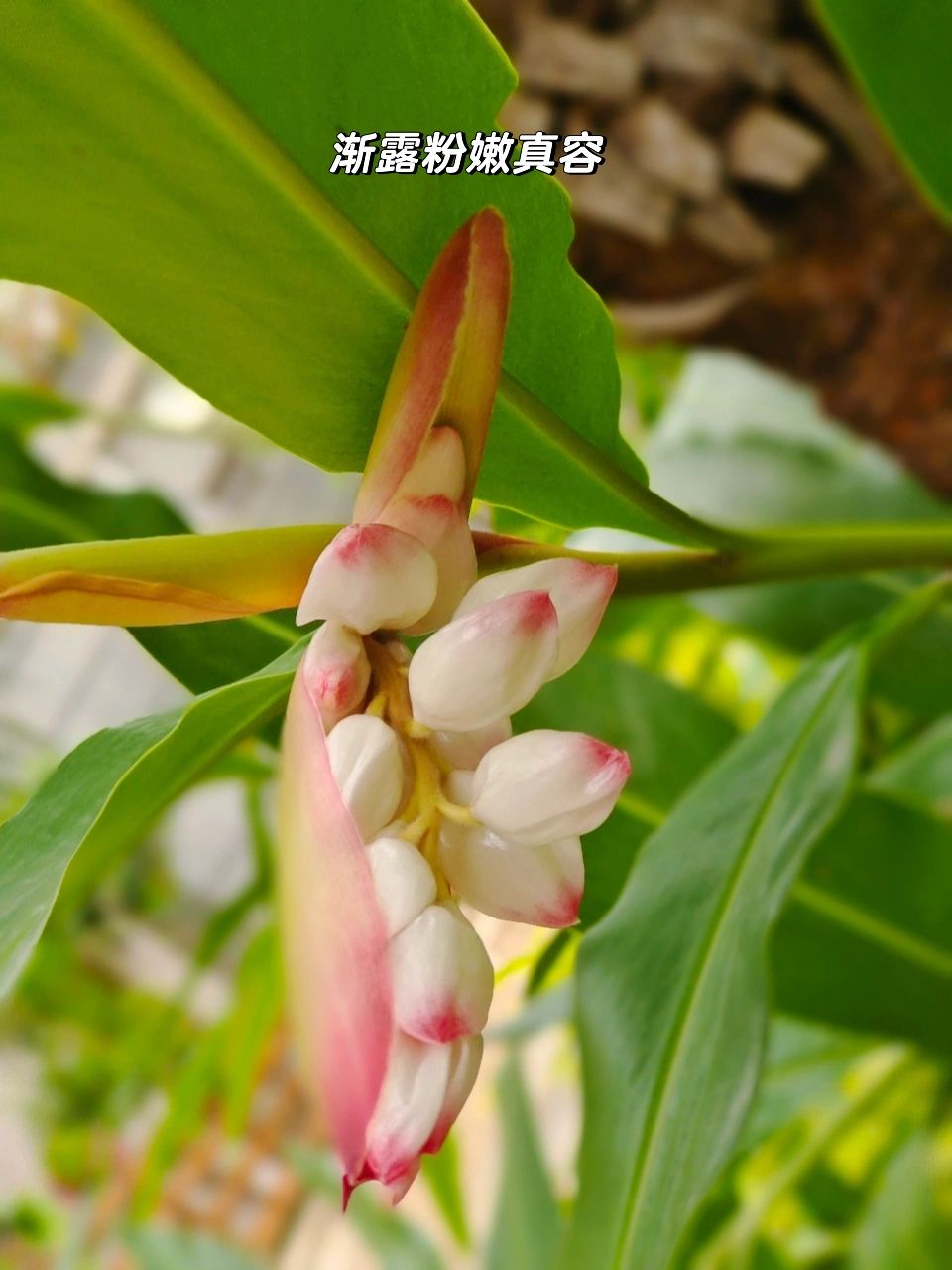 豆蔻花的花语是什么,豆蔻的寓意和象征意义