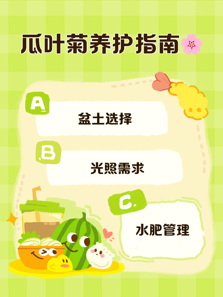 瓜叶菊开完花后怎么处理,瓜叶菊开完花后怎么处理好