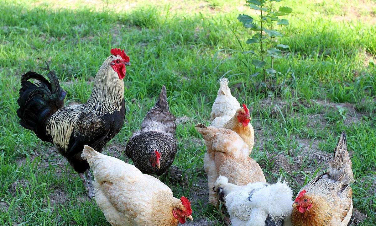 农村养殖业什么前景好,农村养殖前景最好的项目是什么?