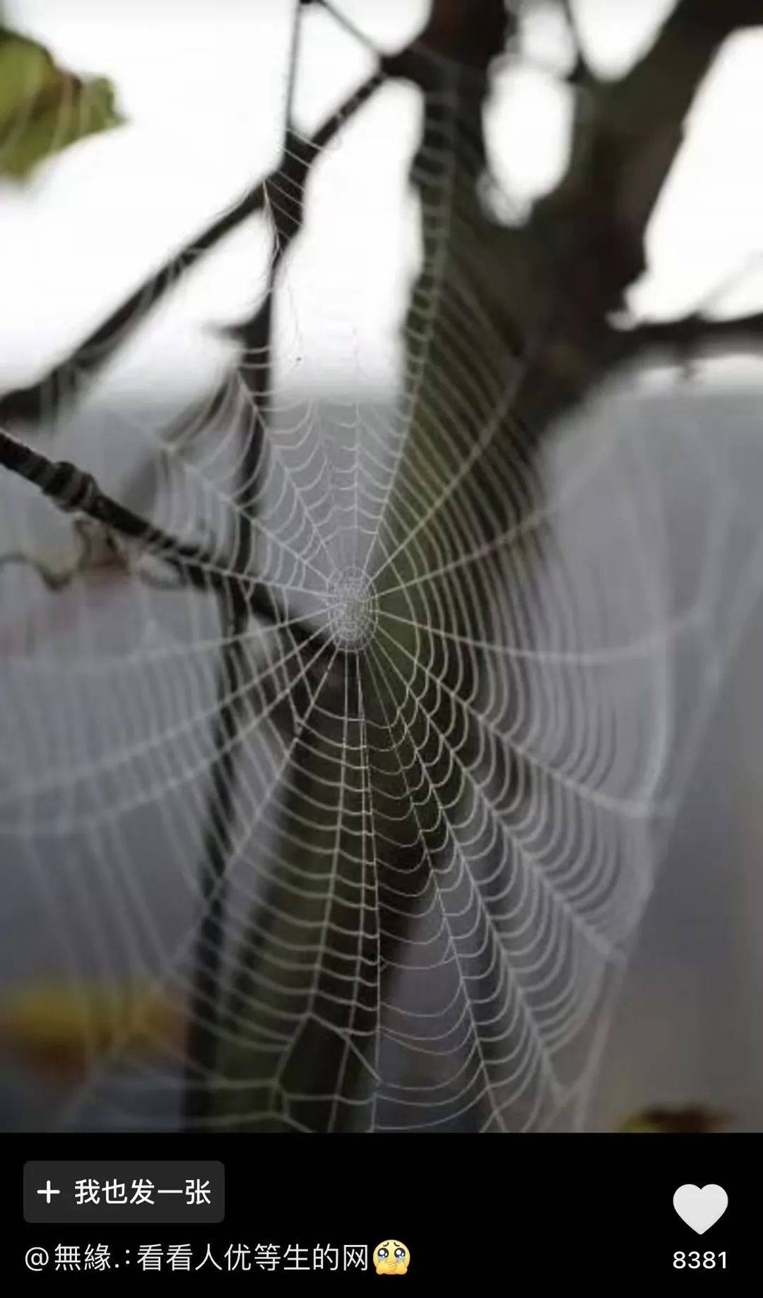 蜘蛛怎么结网,蜘蛛怎么结网补充句子动词