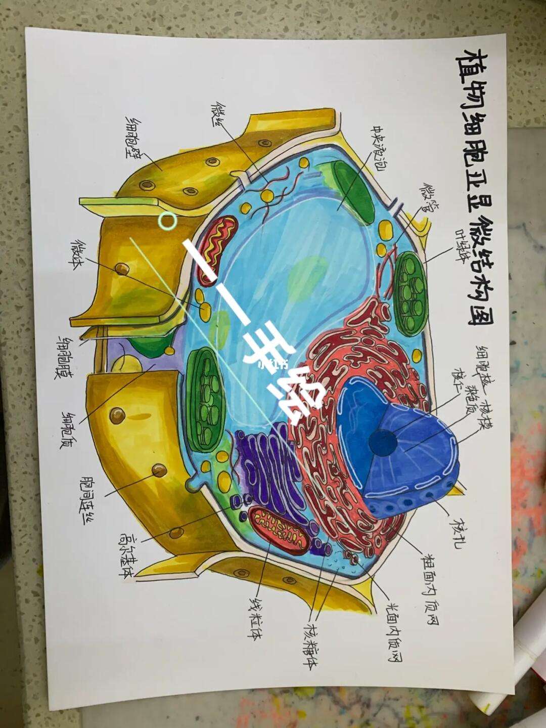 植物细胞图怎么画标准手绘的,植物细胞图怎么画标准手绘的图片
