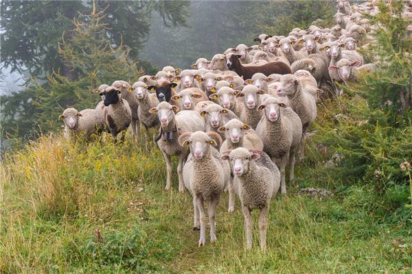 梦见一群羊是什么意思周公解梦,梦见一群羊是什么意思周公解梦女人