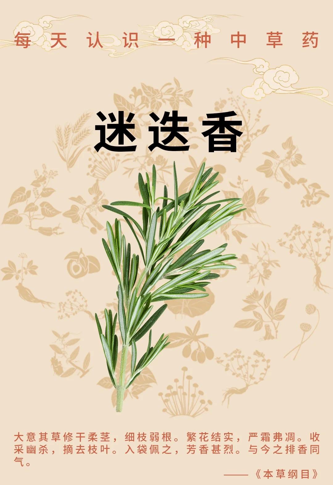 迷迭香的副作用,迷迭香的副作用及预防