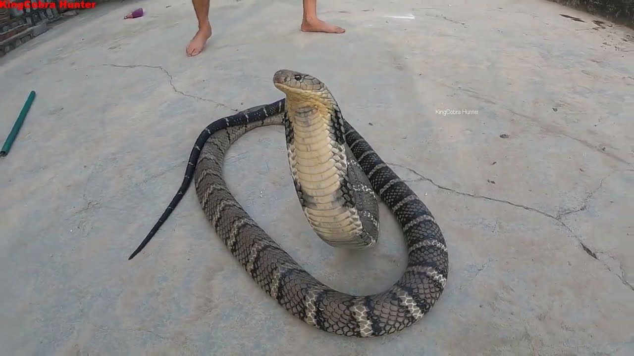 盘点自然界十大毒王,世界上十大毒王是什么动物