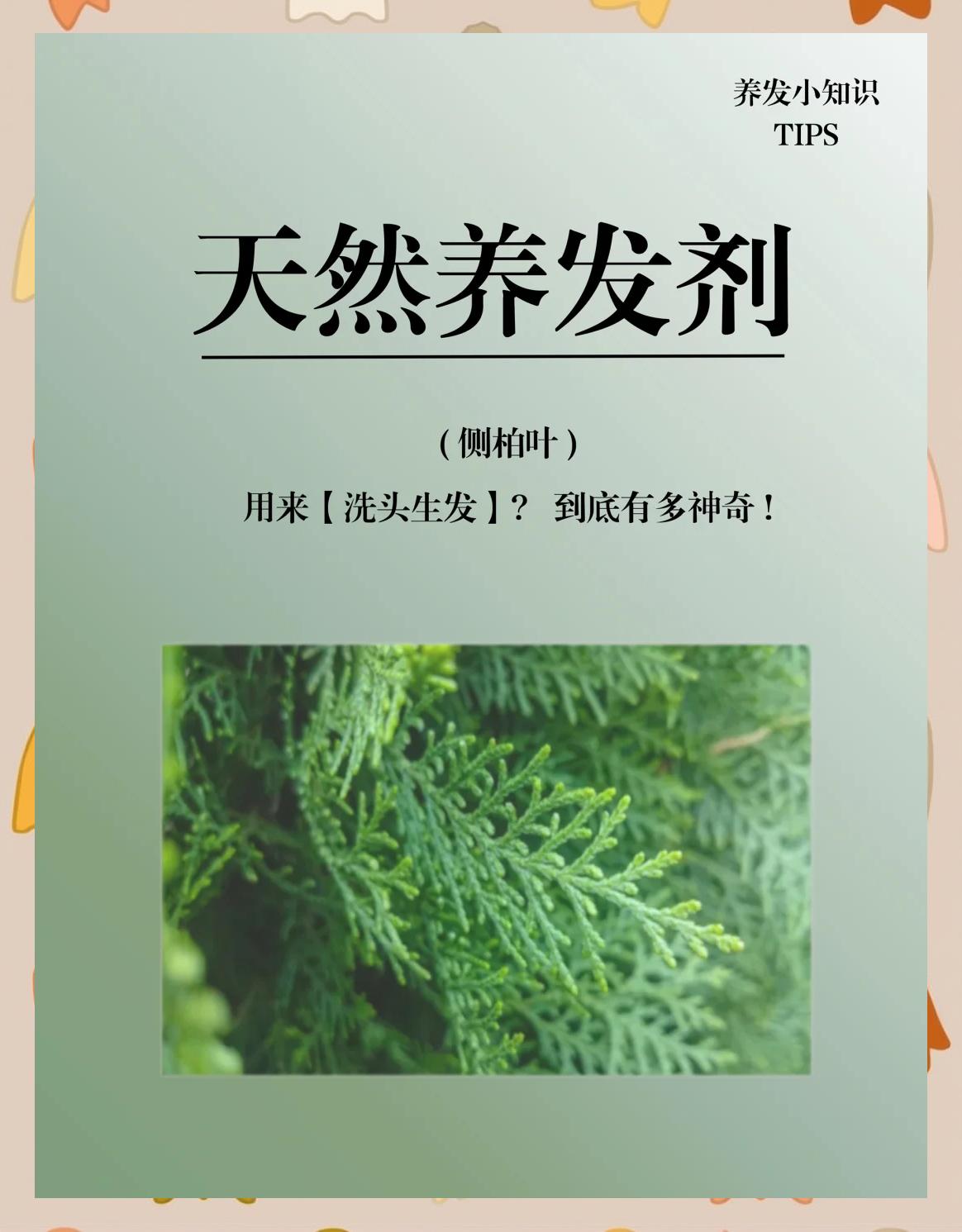 侧柏叶洗头简直绝了侧柏叶洗头神奇方法,