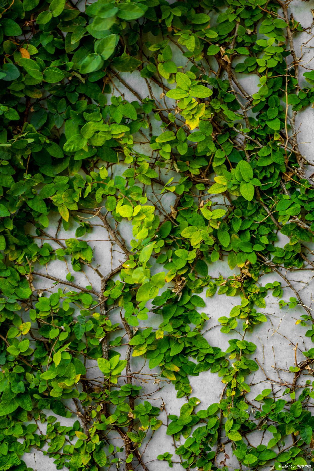 爬山虎的资料,爬山虎的资料有哪些