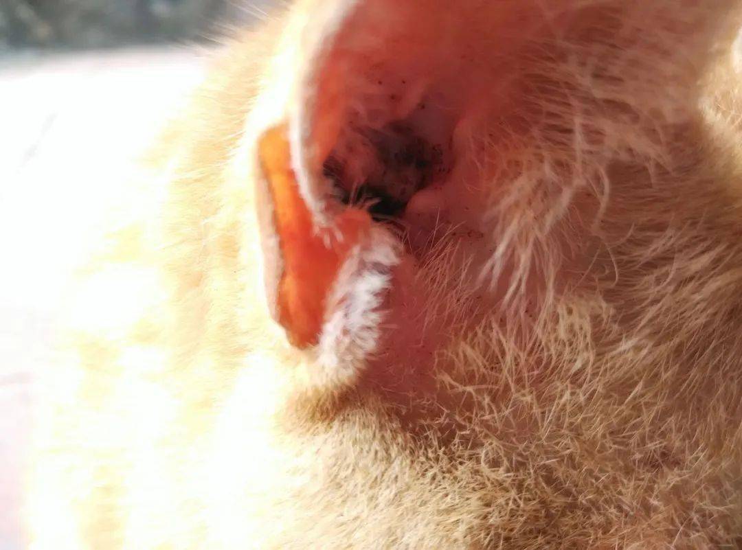 狗耳朵里有褐色泥状物怎么办,狗耳朵里有褐色泥状物怎么办能用碘伏