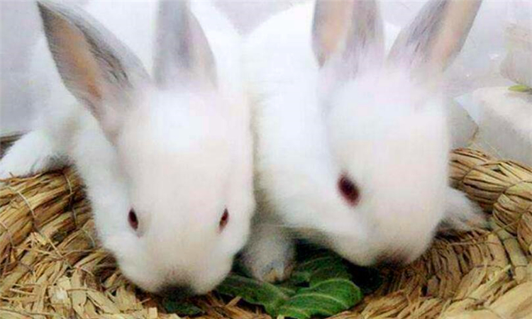 静如处女动如脱兔的意思是什么,静如处女,动如脱兔形容女生好吗