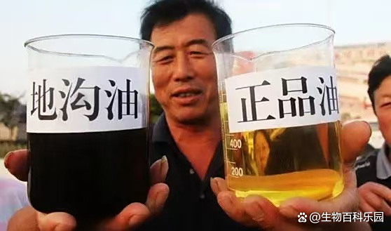 如何辨别地沟油,如何辨别地沟油真假