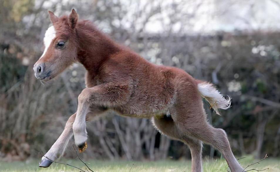 马仔是什么意思,广东话马仔是什么意思