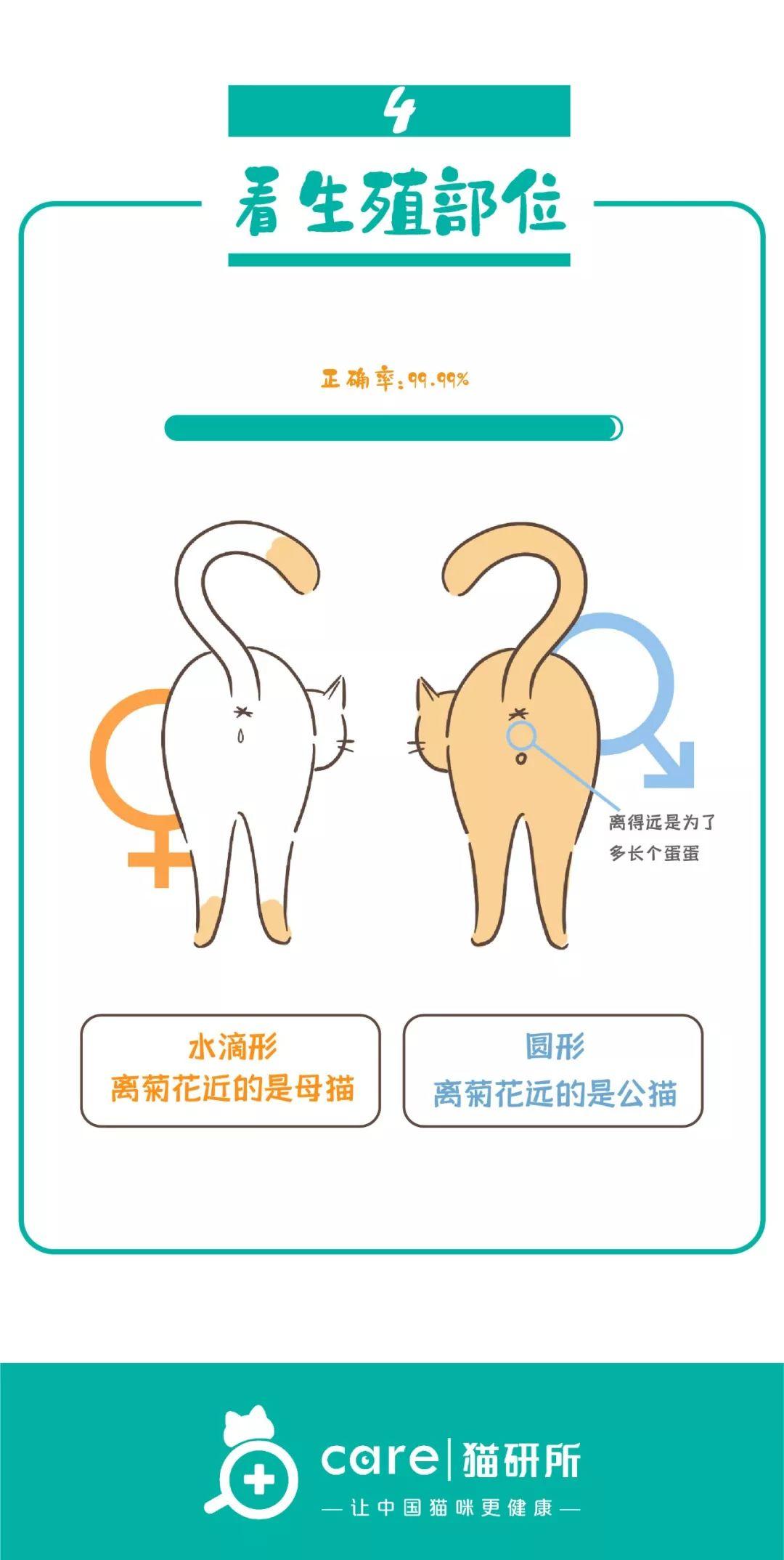如何分辨猫的公母,如何分辨猫的公母图片