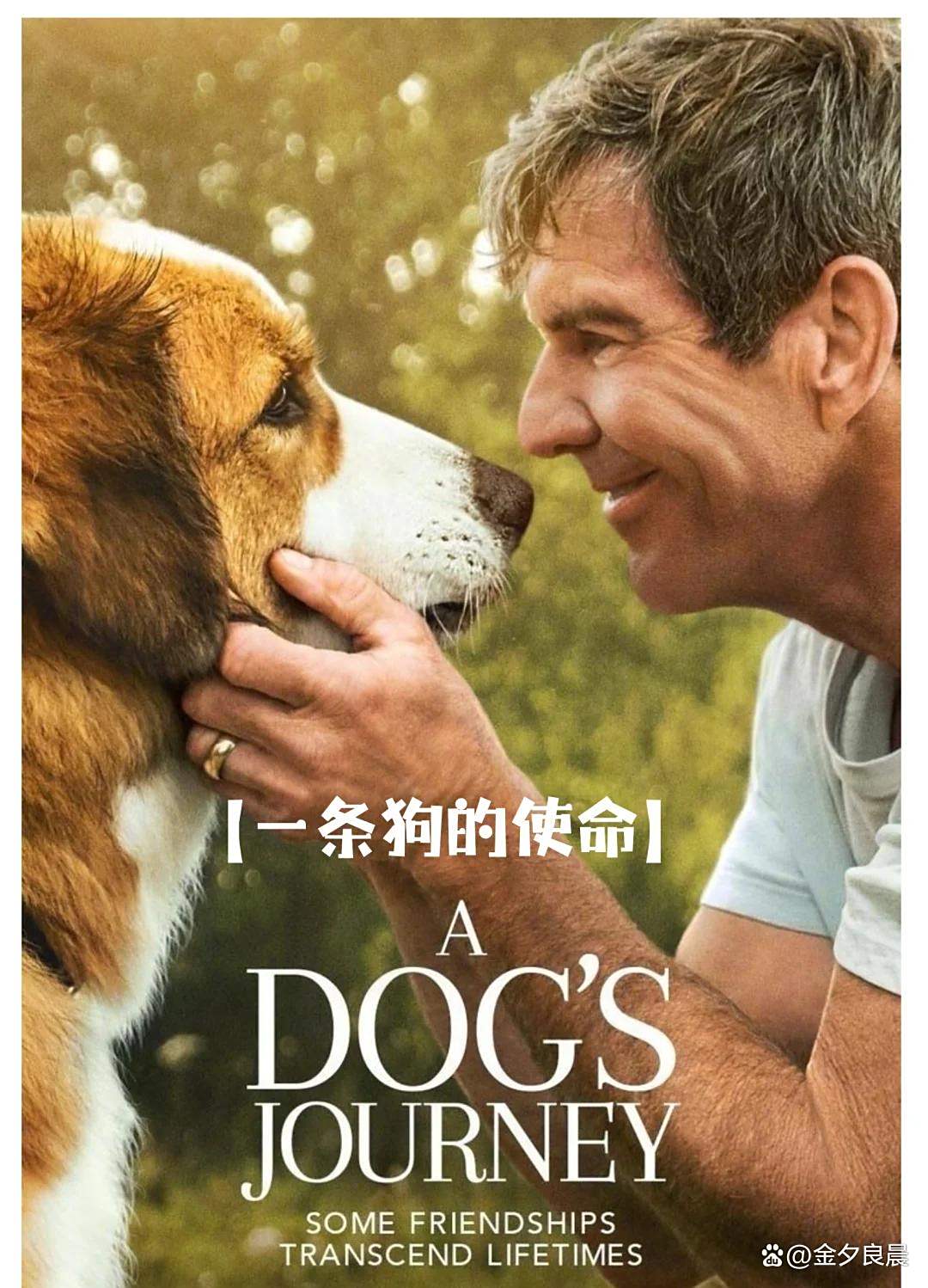 关于狗狗的感人电影介绍,关于狗狗的感人电影介绍视频