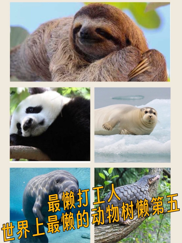 树獭和树懒是不是同一种动物,树獭和树懒是不是一种动物?应该叫什么?