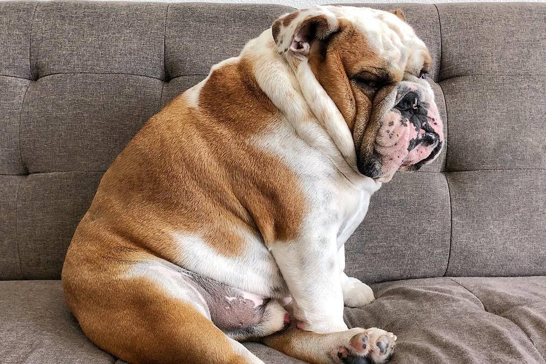 杀死壁虎,他会记仇吗？,