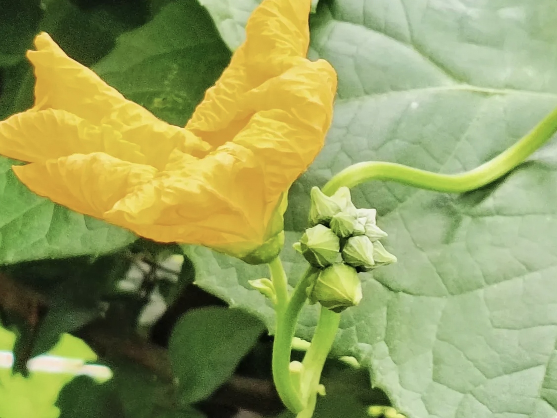 百合花黄瓜花丝瓜花哪一种属于完全花,百合花,黄瓜花,紫茉莉花的结构有什么不同