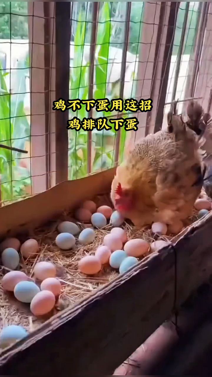 鸡为什么每天会下蛋,鸡为什么每天会下蛋呢