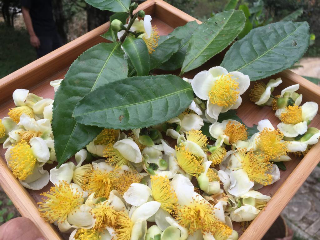 茶树花的功效与禁忌,茶树花的功效与禁忌是什么