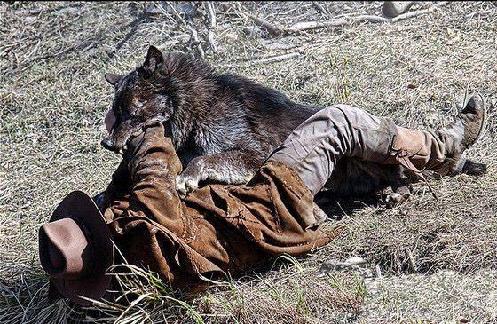 女人梦见狼是什么预兆,女人梦见狼是什么预兆 男性解梦
