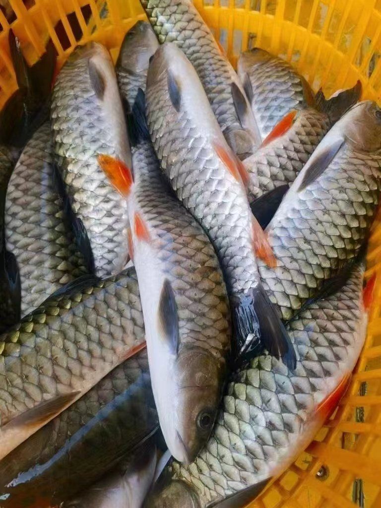 鱼鳞能吃吗,三文鱼鳞能吃吗