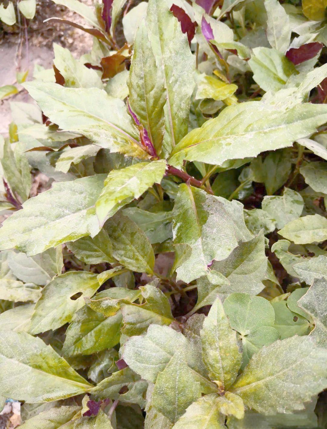 红凤菜是什么菜,红凤菜有什么营养价值功效?