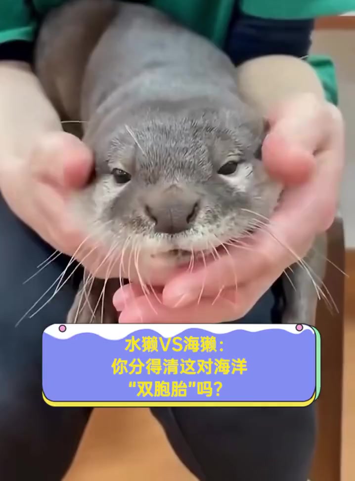 水濑和水獭是不是一样的,水濑和水獭是不是一样的意思