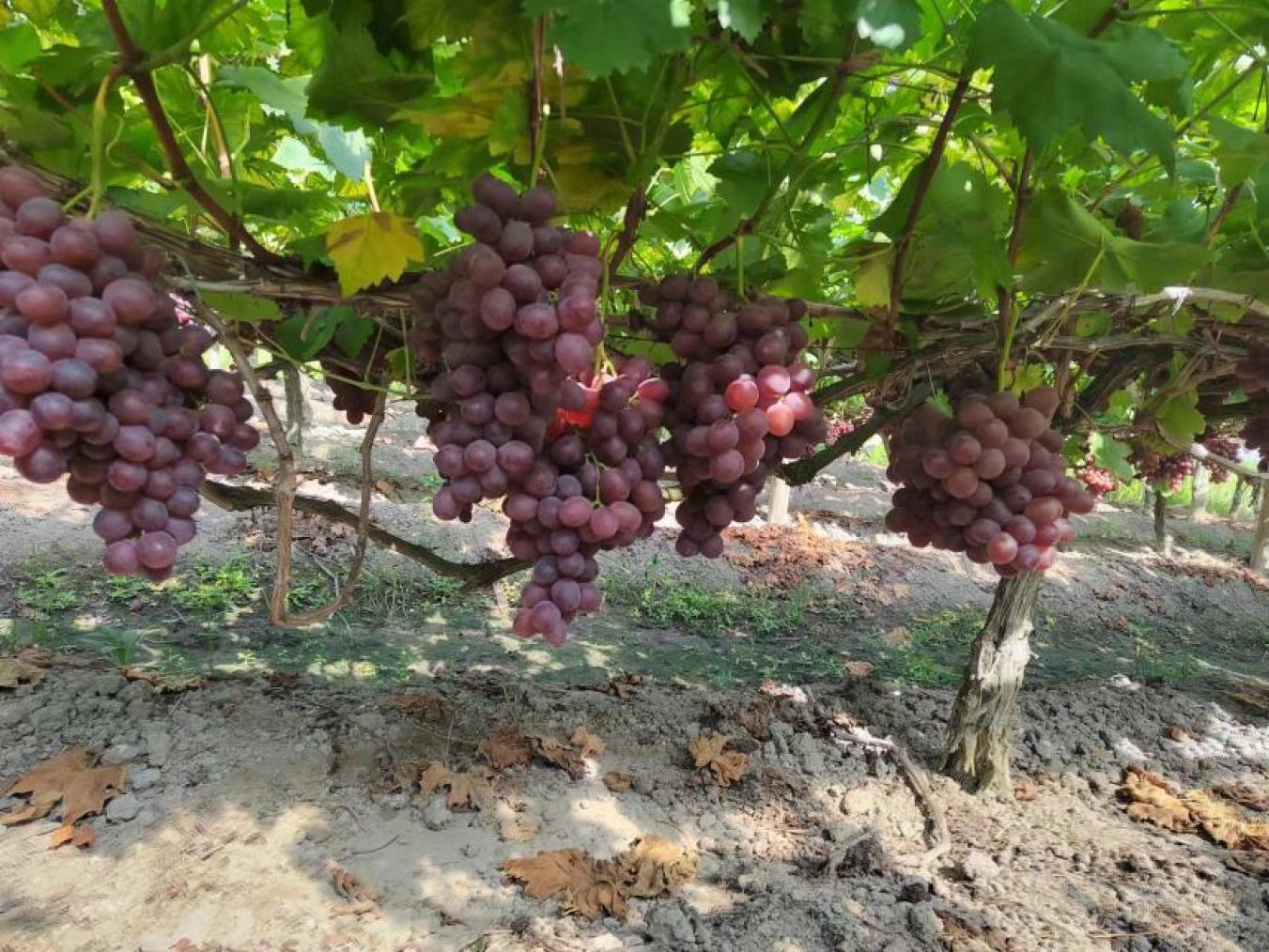 葡萄什么季节移植合适,葡萄几月移植最好