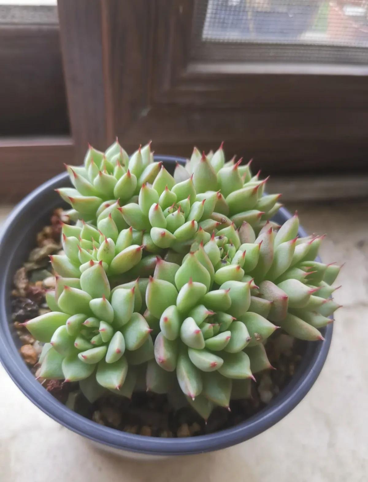 多肉植物盆景的养殖方法是什么,多肉植物盆景的养殖方法是什么呢