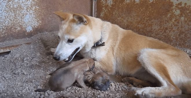 暴打小奶狗惨叫4分钟,暴打小奶狗惨叫4分钟视频