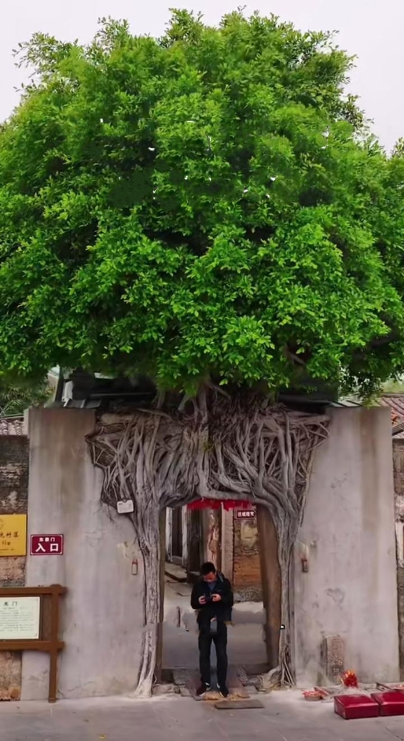 门前六七树还是亭台六七座,门前六七树还是亭台六七座知乎