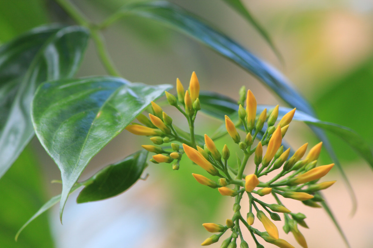 ldquo断肠草rdquo有哪些,