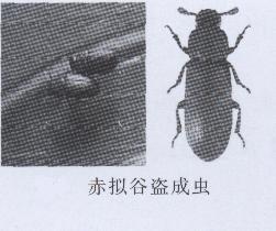 赤拟谷盗虫怎么清除掉,赤拟谷盗虫对人体有危害吗