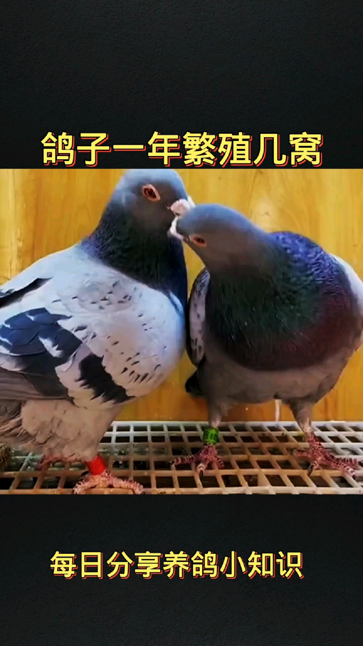 鸽子养多久才不怕飞走,鸽子养多久才不怕飞走 鸽子吃食太少怎么办