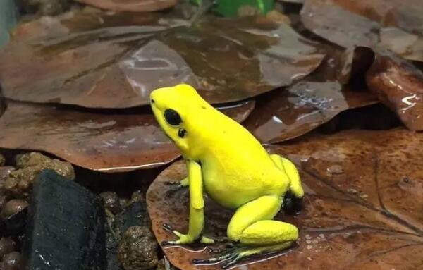 青蛙有没有毒,青蛙有没有脊椎