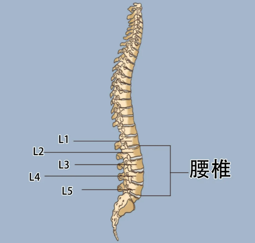 椎怎么读音,椎怎么读音读出来的字