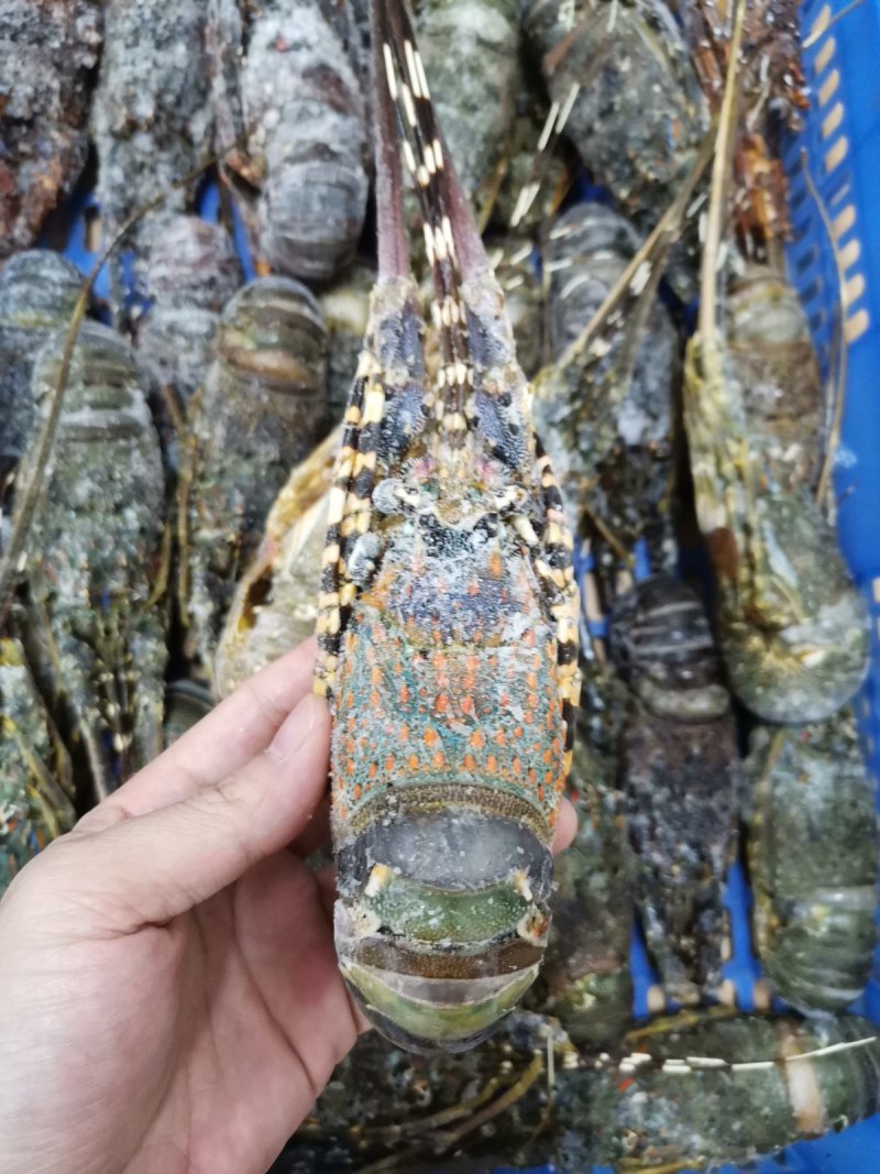 龙虾分大小移动端,龙虾的大小型号怎么分