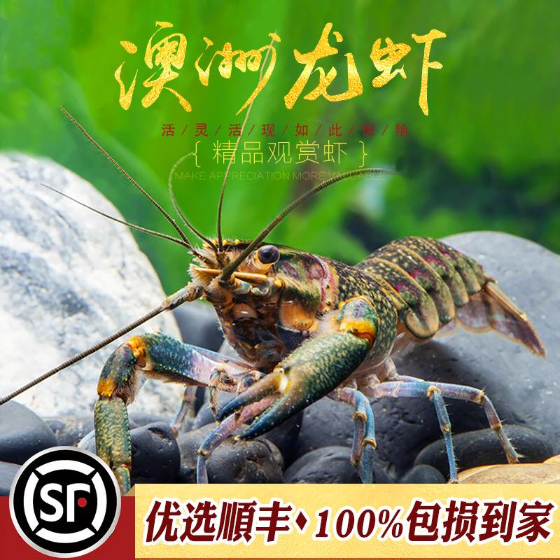 蓝魔虾多少钱一只,蓝魔虾多少钱一只买