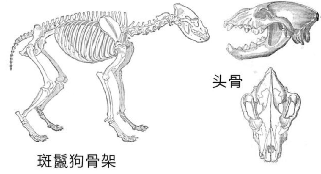 非洲二哥鬣狗怎么读,非洲二哥鬣狗念什么拼音