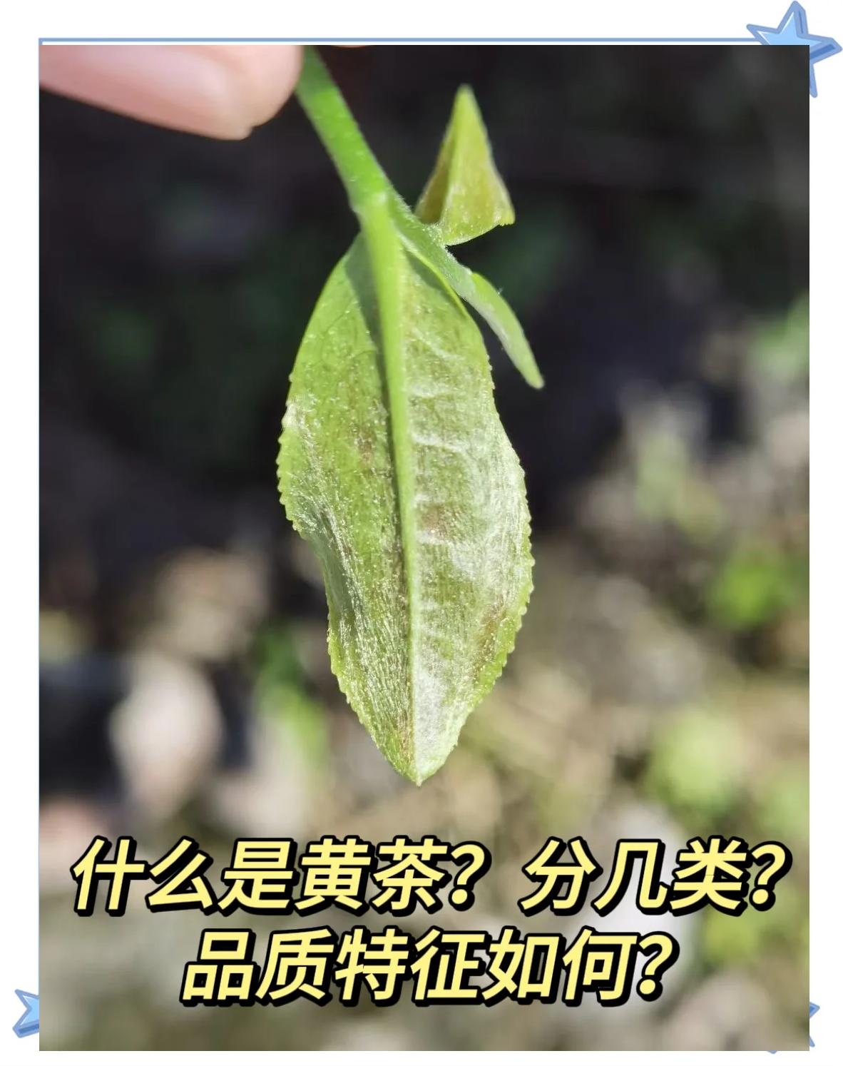 黄茶有哪几类,黄茶有哪几类产品