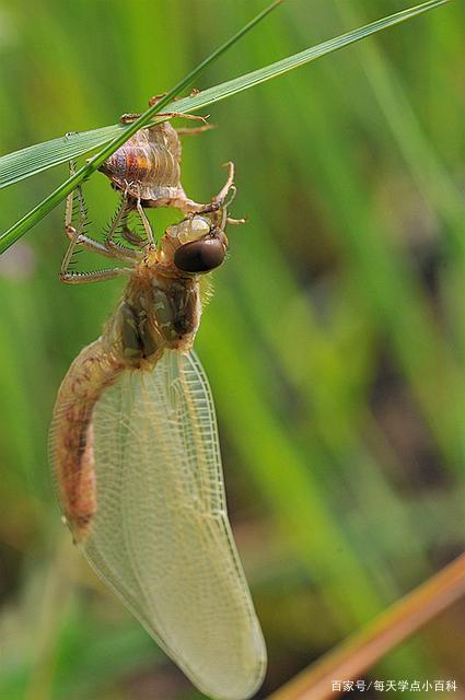蜻蜓点水的意思,蜻蜓点水的意思和造句