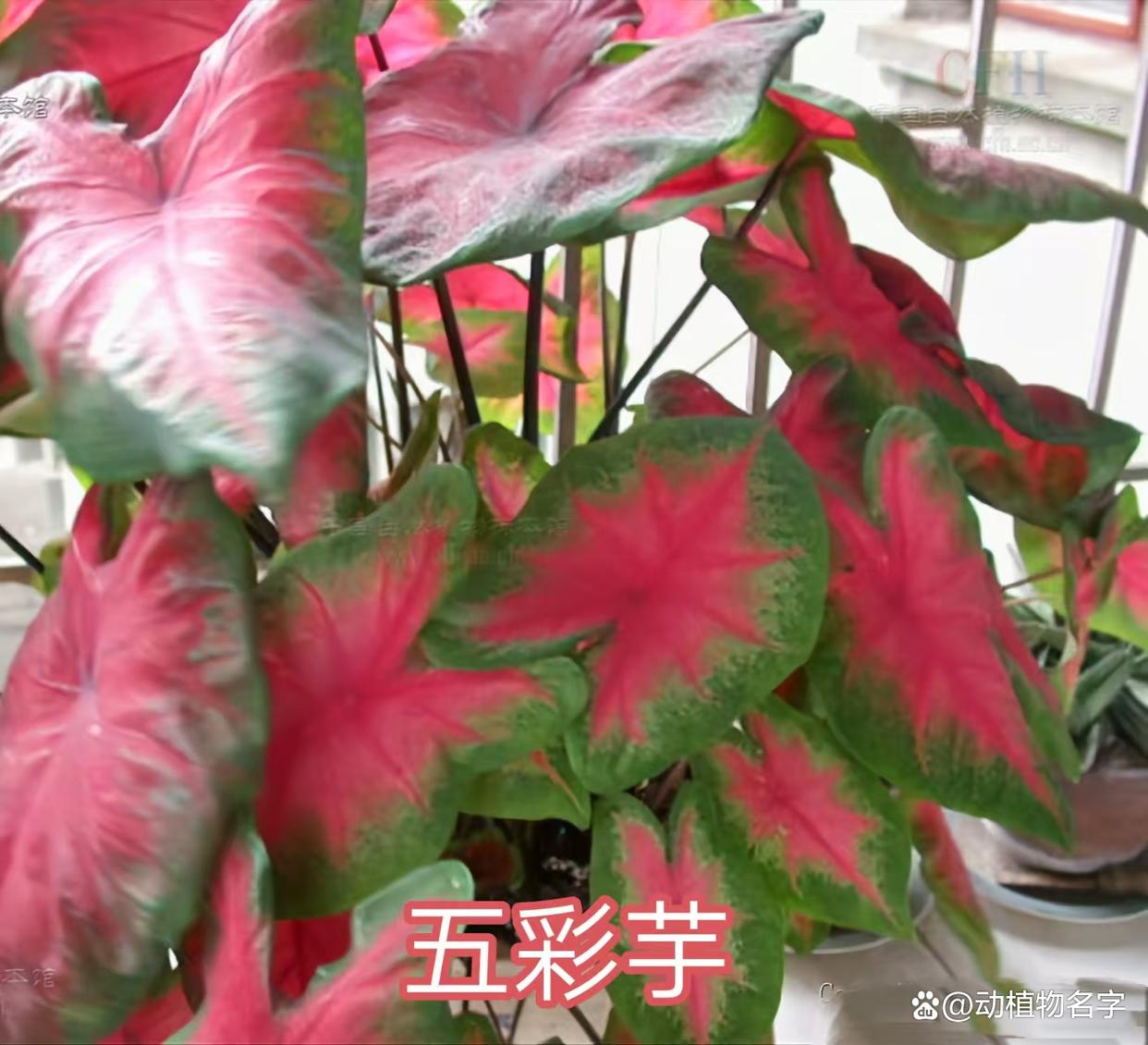 叶子观赏植物有哪些,叶子观赏植物有哪些种类