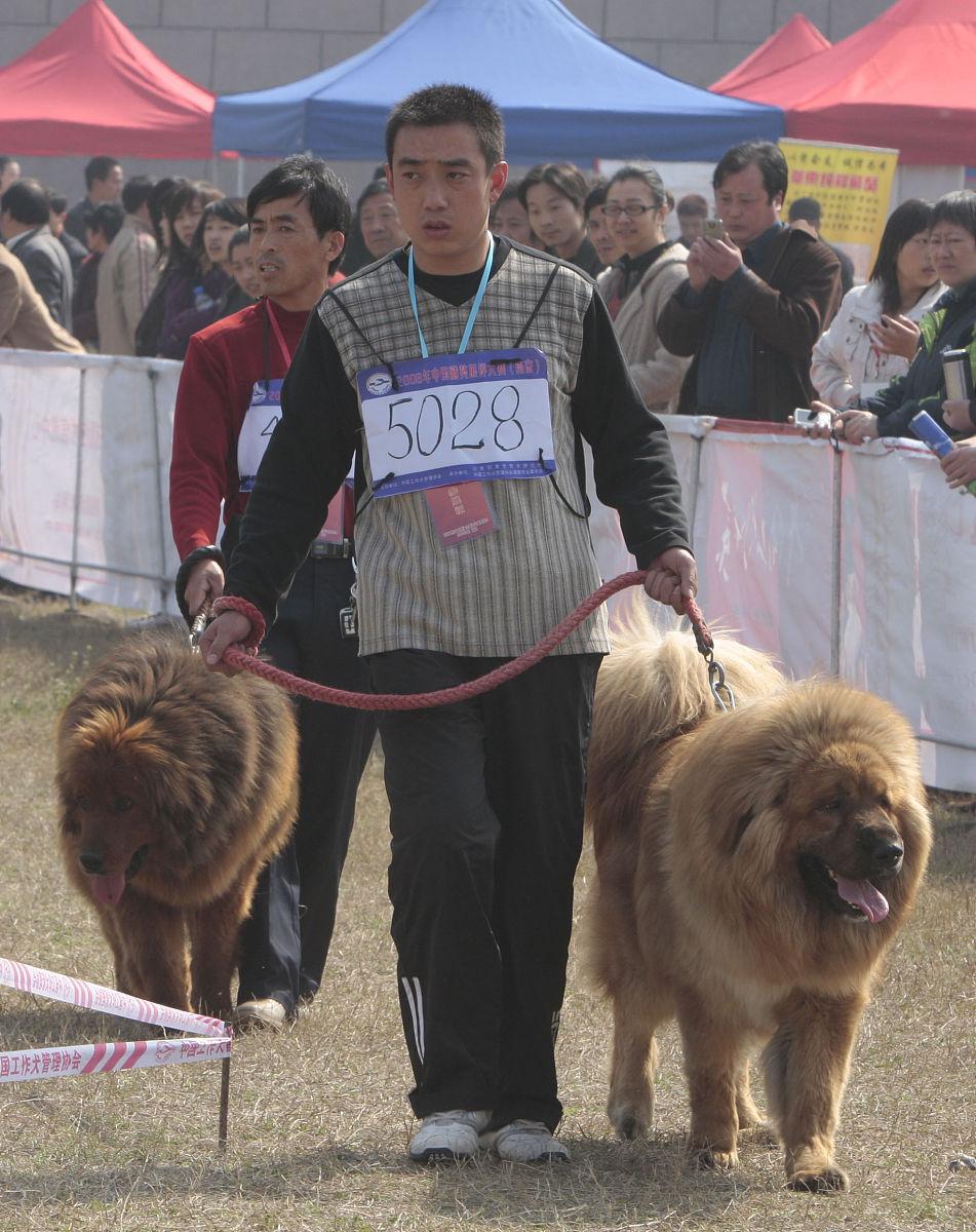 拿波里獒獒特征价格及饲养方法,拿波里舞曲是一首什么风格的舞曲