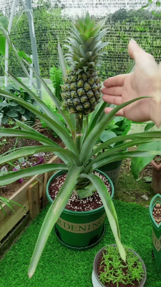 2025年10月9日 第51页