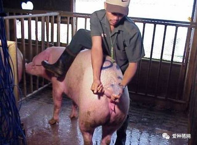 公猪能给女人造爱吗,公猪给母猪配种还是人工授精好