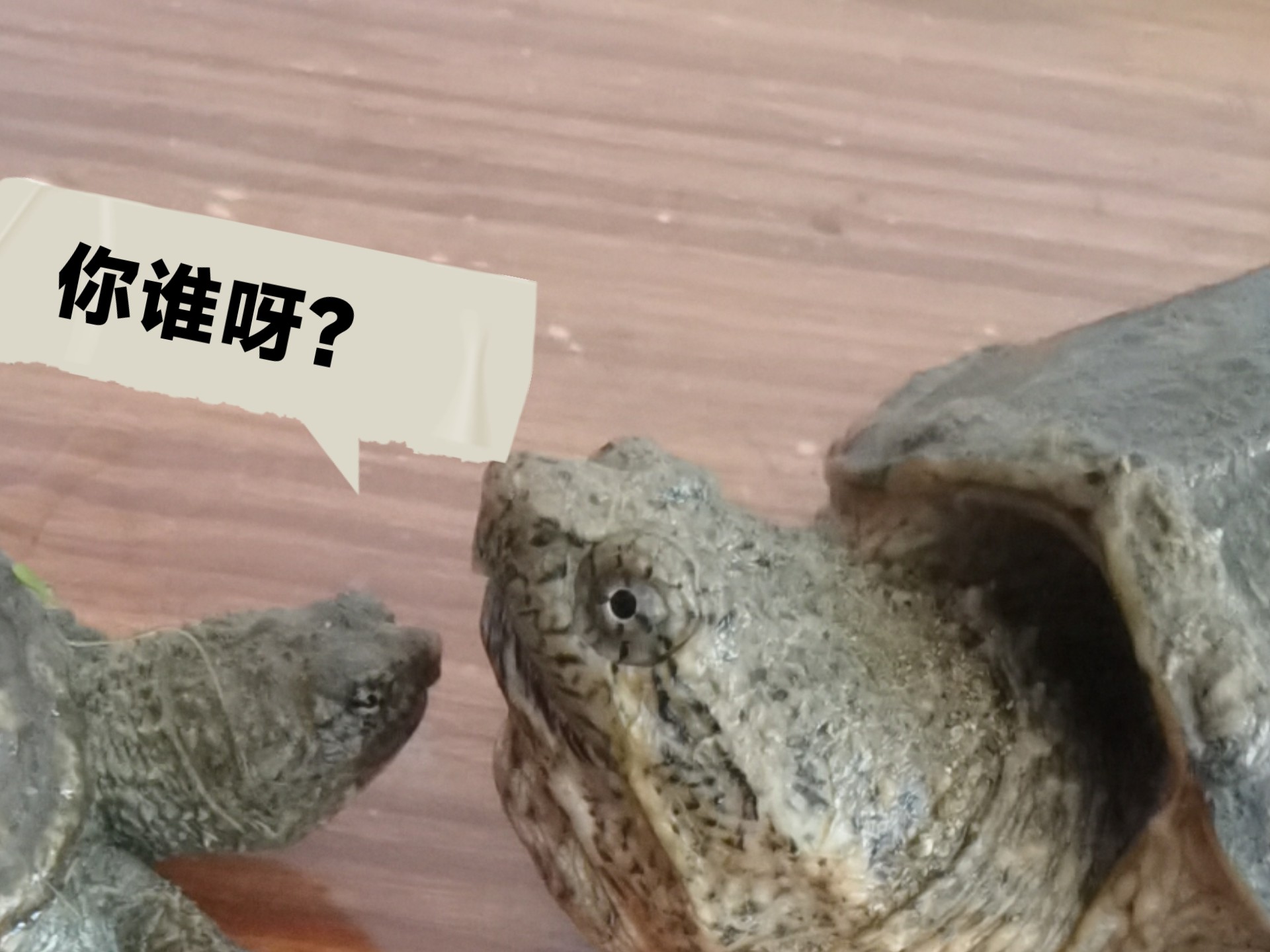 梦见王八有什么预兆,梦到王八预示着什么意思