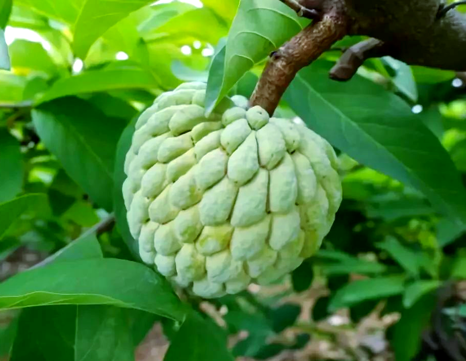 番鬼荔枝是在树上熟的吗,番鬼荔枝种子种植多久结果